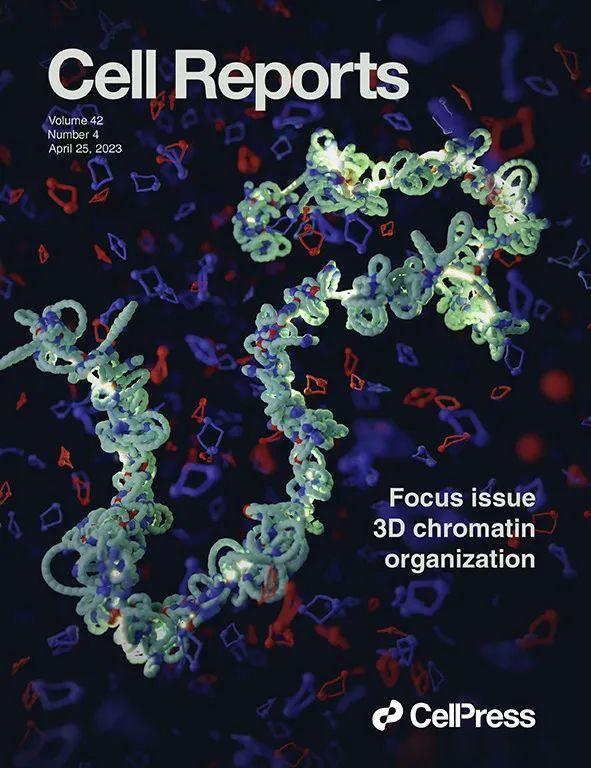 Transcriptomic atlas and interaction networks of brain cells in mouse CNS demyelination and remyelination